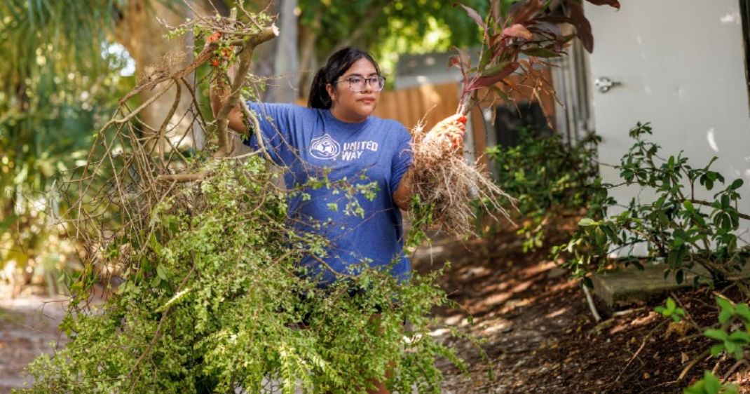 United Way volunteer clearing storm debris and vegetation from a residential property as part of community disaster relief and recovery efforts.