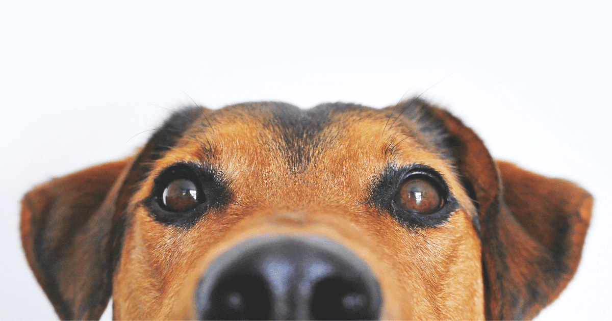 5 Dog Approved Ceiling Fans for #NationalPuppyDay